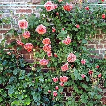 Chez Hortense B&B